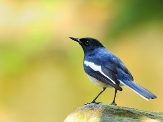 Kacer - Oriental Magpie-Robin (Copsychus saularis)4